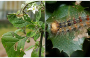 Regione Sardegna, 8,5 milioni di euro per la lotta a insetti nocivi e roditori