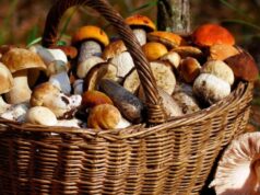 Sassari, mangiano dei funghi tossici: padre e figlia in ospedale