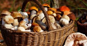 Sassari, mangiano dei funghi tossici: padre e figlia in ospedale