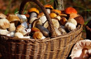 Sassari, mangiano dei funghi tossici: padre e figlia in ospedale