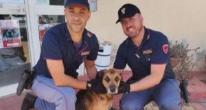 Sassari, cane denutrito e maltrattato: scatta la denuncia per il proprietario