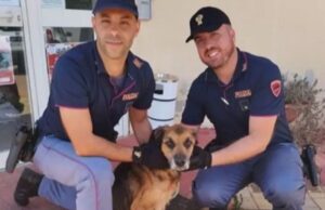 Sassari, cane denutrito e maltrattato: scatta la denuncia per il proprietario