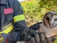 Baressa, barbagianni salvato dalla canna fumaria di un termocamino