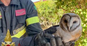 Baressa, barbagianni salvato dalla canna fumaria di un termocamino