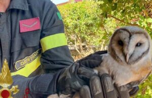 Baressa, barbagianni salvato dalla canna fumaria di un termocamino