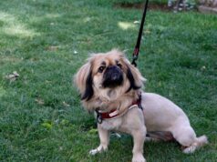 Guspini, esche per animali con pezzi di vetro all’interno: residenti in allarme