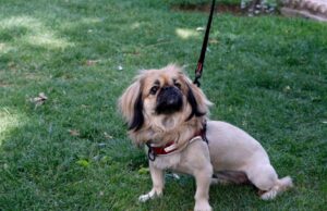 Guspini, esche per animali con pezzi di vetro all’interno: residenti in allarme