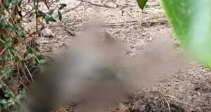 Gattino ucciso ad Assemini: 500€ a chi contribuirà all’identificazione del colpevole