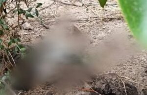 Gattino ucciso ad Assemini: 500€ a chi contribuirà all’identificazione del colpevole