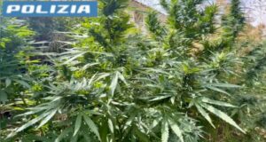 Quartu, scovata in casa una piantagione di marijuana: 60enne arrestato