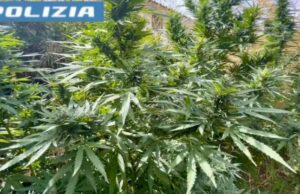 Quartu, scovata in casa una piantagione di marijuana: 60enne arrestato