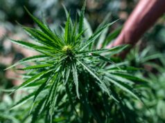 Ghilarza, coltivava 350 piantine di marijuana: arrestato 40enne