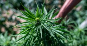 Ghilarza, coltivava 350 piantine di marijuana: arrestato 40enne