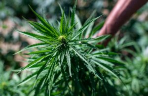 Coltivazione canapa, Di Nolfo: “Le norme colpiscono chi lavora nella legalità”