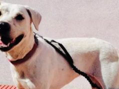 Teodora, la cagnolina di Monte Urpinu ha trovato una nuova famiglia