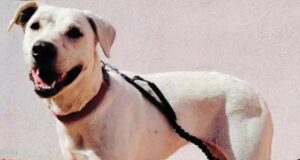 Teodora, la cagnolina di Monte Urpinu ha trovato una nuova famiglia