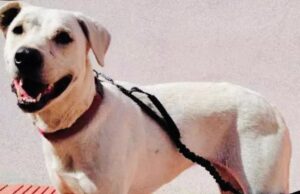 Teodora, la cagnolina di Monte Urpinu ha trovato una nuova famiglia