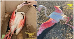 Santa Gilla, fenicottero gravemente ferito salvato dalla Forestale