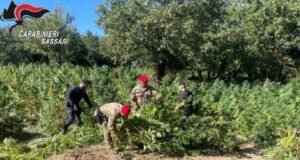 Oschiri, scoperta maxi piantagione di cannabis: 3 arresti