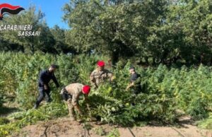 Oschiri, scoperta maxi piantagione di cannabis: 3 arresti