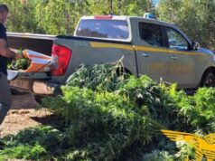 San Nicolò d’Arcidano, 40 piante di marijuana scoperte spegnendo un incendio