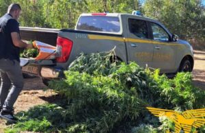 San Nicolò d’Arcidano, 40 piante di marijuana scoperte spegnendo un incendio