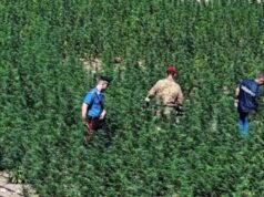 Maxi piantagione di marijuana scovata a Oristano: sequestrate 4.000 piante