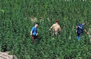 Maxi piantagione di marijuana scovata a Oristano: sequestrate 4.000 piante