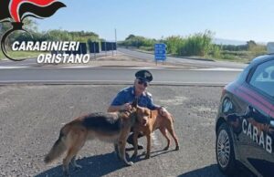 Oristano, fuggiti da casa a seguito di un incendio: due cani salvati