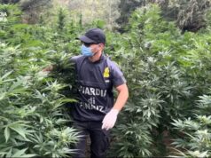 Blitz della Finanza a Fonni: sequestrate 2 tonnellate e mezzo di marijuana