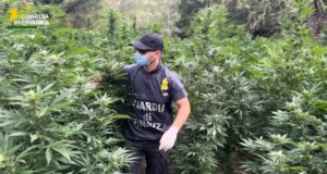 Blitz della Finanza a Fonni: sequestrate 2 tonnellate e mezzo di marijuana