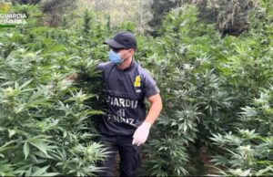 Blitz della Finanza a Fonni: sequestrate 2 tonnellate e mezzo di marijuana