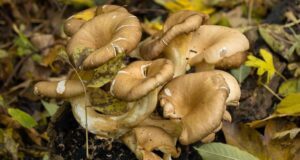 Via alla stagione dei funghi, la Asl attiva servizio di prevenzione intossicazioni