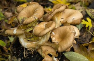 Via alla stagione dei funghi, la Asl attiva servizio di prevenzione intossicazioni