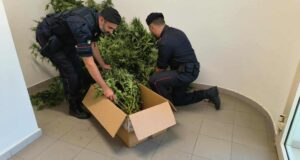 Sestu, 17 piante di cannabis in serra: arrestato un 44enne