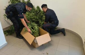 Sestu, 17 piante di cannabis in serra: arrestato un 44enne