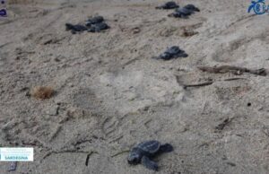 Splendida sorpresa all’Asinara: sono nati 16 piccoli di tartaruga