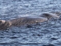 Straordinario avvistamento a Castelsardo: segnalata la presenza di capodogli