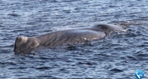 Straordinario avvistamento a Castelsardo: segnalata la presenza di capodogli
