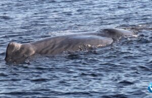 Straordinario avvistamento a Castelsardo: segnalata la presenza di capodogli
