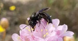 Isola di Culuccia, nuova specie di ape scoperta nel Nord Sardegna