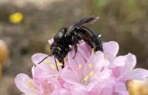 Isola di Culuccia, nuova specie di ape scoperta nel Nord Sardegna
