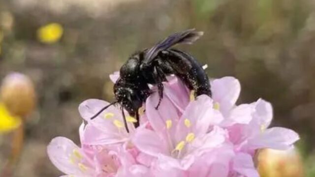 ape-andrena-culucciae
