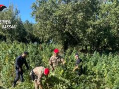 Oschiri, marijuana sulla riva del Lago Coghinas: arrestato il proprietario