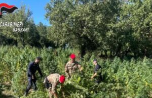 Oschiri, marijuana sulla riva del Lago Coghinas: arrestato il proprietario