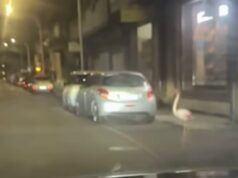 Curioso pedone per le vie di Assemini, fenicottero rosa attraversa la strada