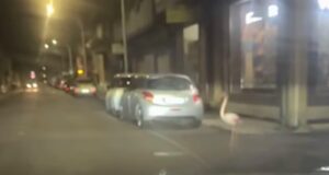 Curioso pedone per le vie di Assemini, fenicottero rosa attraversa la strada