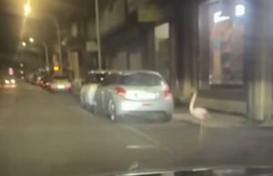 Curioso pedone per le vie di Assemini, fenicottero rosa attraversa la strada