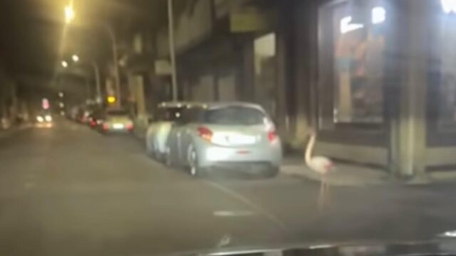 fenicottero-assemini