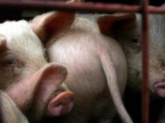 Allevamento intensivo a Sassari, gli animalisti scendono in piazza a manifestare